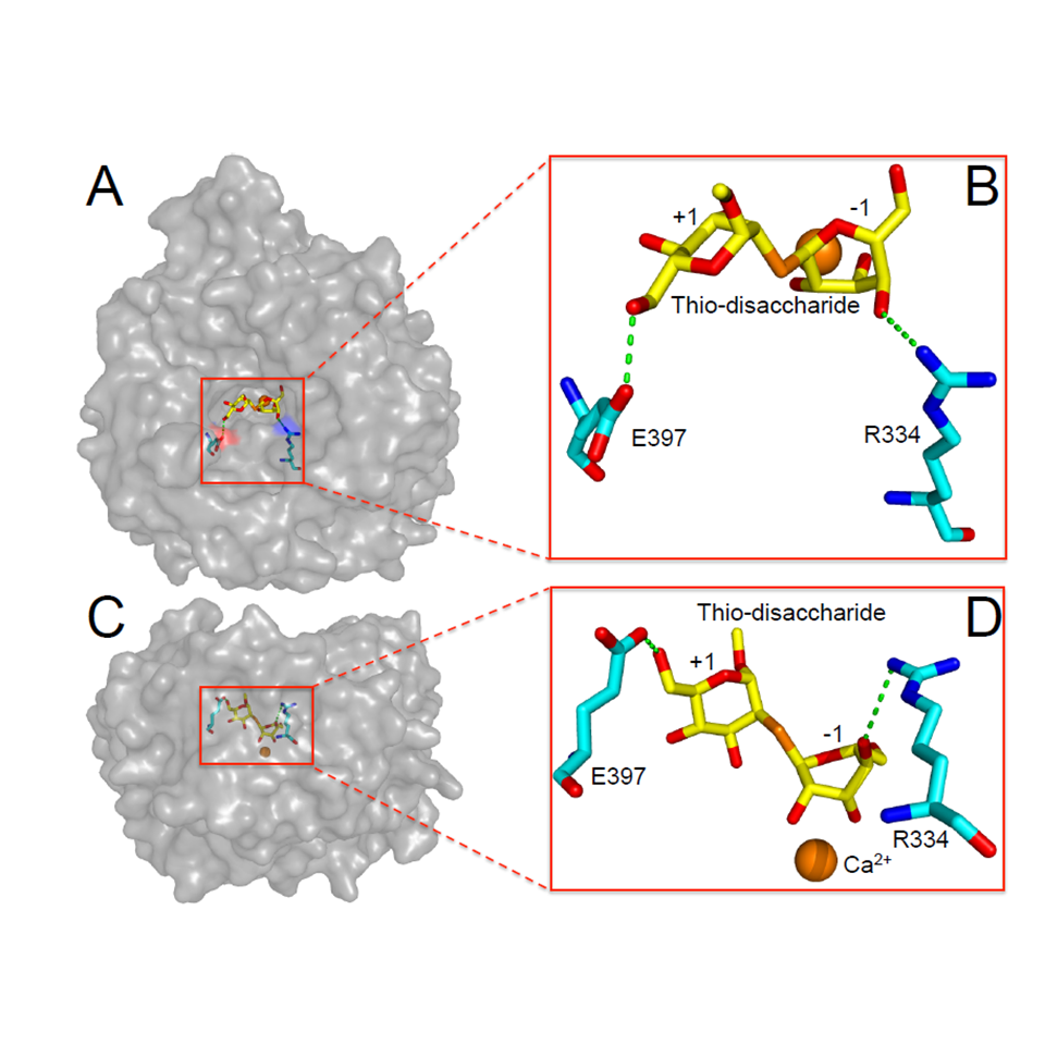 Understanding the biology of autism and NDD genes